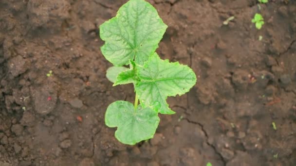 Young Cucumber Plant Leaves Water Drops Top View Camera Rotation — Stok video