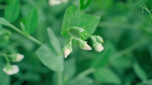 White Flowers Flowering Pea Close Blurred Background Smooth Parallax Camera — Video Stock