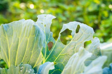 A leaf of a growing white cabbage is infested with Aleyrodoidea in holes
