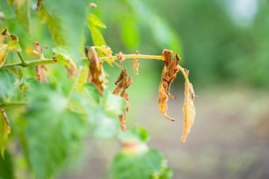 The leaves of a growing tomato are infected with phytophthora close-up. Withered dry leaves of vegetable crops in the garden. Fungal infection on garden bed plants. Common tomato disease
