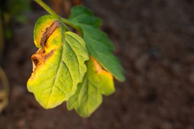 The leaves of a growing tomato are infected with phytophthora close-up. Withered dry leaves of vegetable crops in the garden. Fungal infection on garden bed plants. Common tomato disease