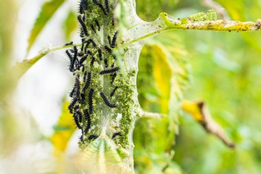 A lot of black caterpillars of the peacock butterfly on nettles close-up,blurred background. Black caterpillar with spikes and white dots in a common nest of silk thread braided