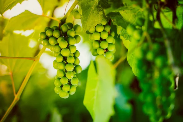 Berries Unripe Green Grapes Grow Close Sunrise Vineyard — Stock Photo, Image