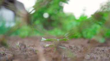 Refocusing from a young cucumber sprout to potatoes and the rest of the garden. High quality FullHD footage