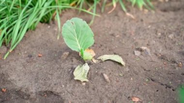 Withered seedling of white cabbage in the soil of the garden. Loss of crops in the home garden. High quality FullHD footage