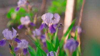 Iris flowers in blue-violet hue bloom close-up on a blurred background. High quality FullHD footage