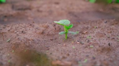 The first young cucumber sprout from the soil. Cucumber leaves in the morning sun. Smooth camera movement. High quality FullHD footage