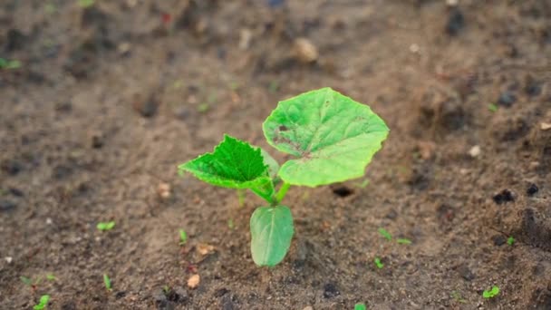 First Young Cucumber Sprout Soil Cucumber Leaves Morning Sun Smooth — Stok video