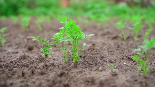 Young Juicy Green Leaves Growing Carrot Soil Close Blurred Background — Vídeo de stock
