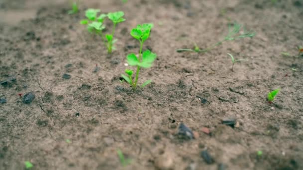 Parsley Growing Soil Garden Bed Close Blurred Background Growing Indoor — 图库视频影像