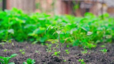 A young tomato seedling in dew drops grows in the soil on a garden bed close-up with a blurred background. Smooth camera movement. High quality FullHD footage