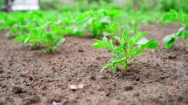 Young potato sprouts in the ground close-up, smooth camera movement. High quality FullHD footage