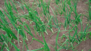 Smooth camera movement along the plantation with growing green onions. High quality FullHD footage