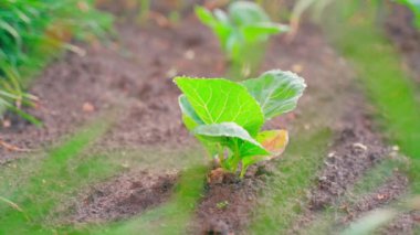 A young seedling of white cabbage grows in the soil in a garden bed close-up on a blurred background. Soft morning dawn lighting. Smooth camera movement, parallax. High quality FullHD footage