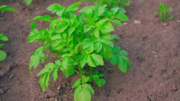 Beautiful Green Bush Growing Potatoes Close Garden Bed Smooth Parallax — Stock video