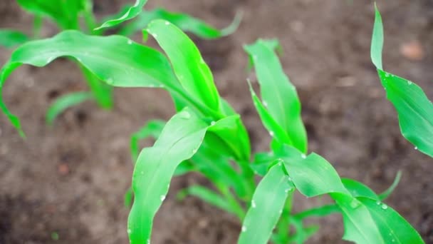 Morning Dew Green Corn Leaves Close Smooth Camera Movement High — Stock video