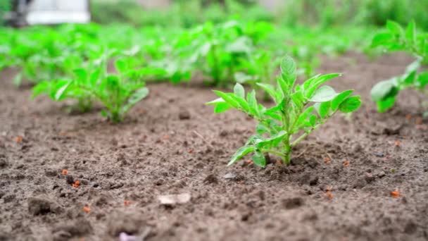 Young Potato Sprouts Ground Close Smooth Camera Movement High Quality — Vídeo de Stock