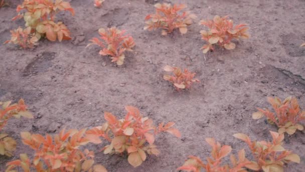 Withered Dried Sprouts Growing Potatoes Lost Potato Crop Smooth Camera — Stock video