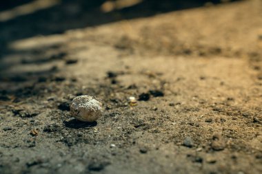 Dry white chicken poop close-up. chicken manure
