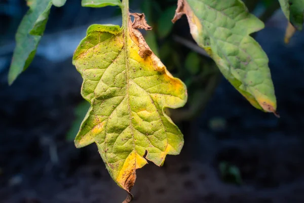 The leaves of a growing tomato are infected with phytophthora close-up. Withered dry leaves of vegetable crops in the garden. Fungal infection on garden bed plants. Common tomato disease