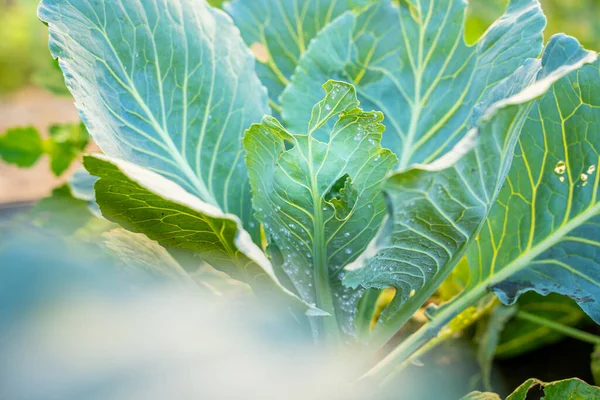 A leaf of a growing white cabbage is infested with whiteflies close-up against a blurred background. Insect pest Aleyrodoidea eating plants on farmland