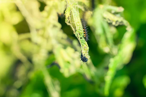 Black Caterpillar Peacock Butterfly Nettle Close Black Caterpillar Spikes White — 图库照片