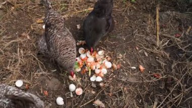 Chickens pecking at egg shells on a compost heap. High quality FullHD footage