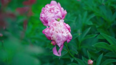 Lush purple peonies bloom close-up on a blurred background. Smooth camera movement. High quality FullHD footage