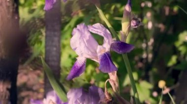 Delicate light purple iris flowers behind a chain-link fence. High quality FullHD footage