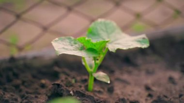 The first young cucumber sprout from the soil. Cucumber leaves in the morning sun. Smooth camera movement. High quality FullHD footage