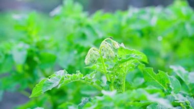 A young potato bush is preparing to bloom. Blooming potato buds in the early morning. High quality FullHD footage