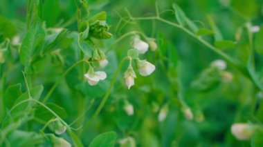 Blooming pea close-up on a blurred background. Smooth camera movement. High quality FullHD footage