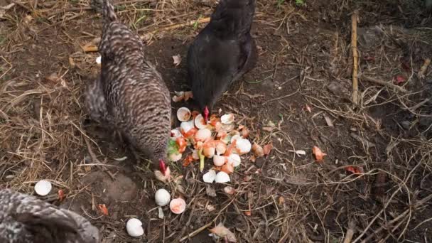 Chickens Pecking Egg Shells Compost Heap High Quality Fullhd Footage — 비디오