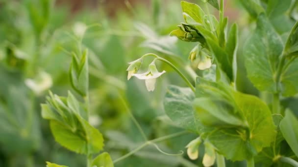 Blooming Pea Close Blurred Background Smooth Camera Movement High Quality — Vídeo de stock