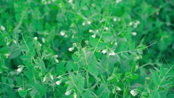 White Flowers Flowering Pea Close Blurred Background Smooth Parallax Camera — Stock video
