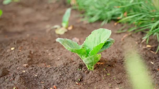 Young Seedling White Cabbage Grows Soil Garden Bed Close Blurred — Vídeo de stock