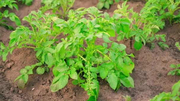 Green Bush Growing Potato Garden Bed Grows Soil Close Smooth — ストック動画