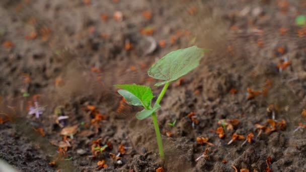 First Young Cucumber Sprout Soil Cucumber Leaves Morning Sun Smooth — Stock video