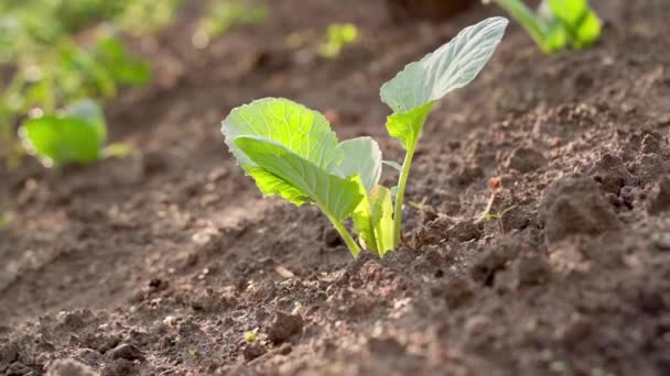 Young Green Sprout White Cabbage Close Grows Garden Bed Sun — Vídeo de Stock