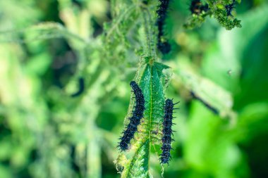Black caterpillar of a peacock butterfly on a nettle close-up. A black caterpillar with spikes and white dots eats the leaves of the stinging nettle