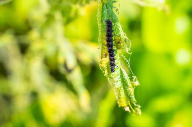 Black caterpillar of a peacock butterfly on a nettle close-up. A black caterpillar with spikes and white dots eats the leaves of the stinging nettle