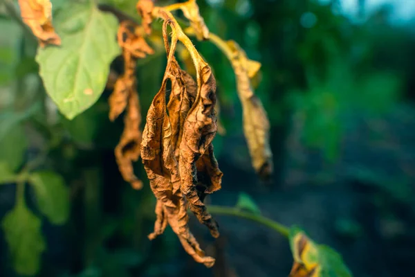 The process of infecting a green leaf of a tomato with a fungal infection by phytophthora close-up. Yellowed dry leaf of a plant due to a disease