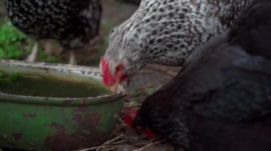 Spotted chicken drinking water at dusk, close-up, slow motion. High quality FullHD footage