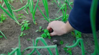 A mans hand plucks weeds in a garden bed with growing green onions. Caring for the home garden by hand. Close-up farming. High quality FullHD footage