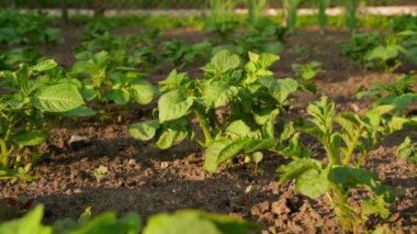 Plantation with growing young potatoes in the early morning in the warm dawn rays of the sun close-up. Smooth camera movement, parallax. High quality FullHD footage