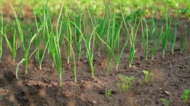 Beautiful well-groomed garden bed with growing onions. Camera movement along a neat plantation with green onions in the early morning at sunrise. Chain link fence in the foreground. High quality