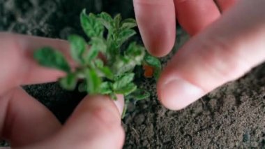Hand plucks potato leaf with egg-laying Colorado potato beetle close-up. High quality 4k footage
