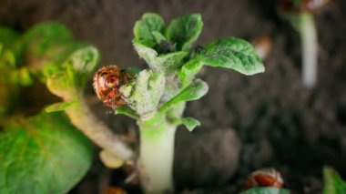 Large Colorado potato beetle eating a potato bush close-up. High quality 4k footage
