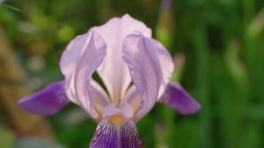 Very beautiful delicate iris flower of soft purple color close-up, blurred background. Smooth camera movement. High quality FullHD footage