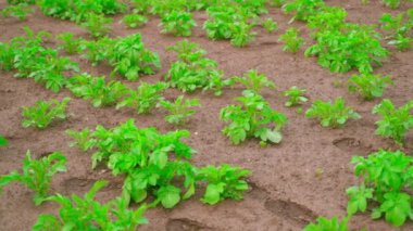A green bush of a growing potato in a garden bed grows in the soil close-up. Smooth camera movement. High quality FullHD footage